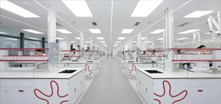 Black Ginseng Extract Ginseng Extract